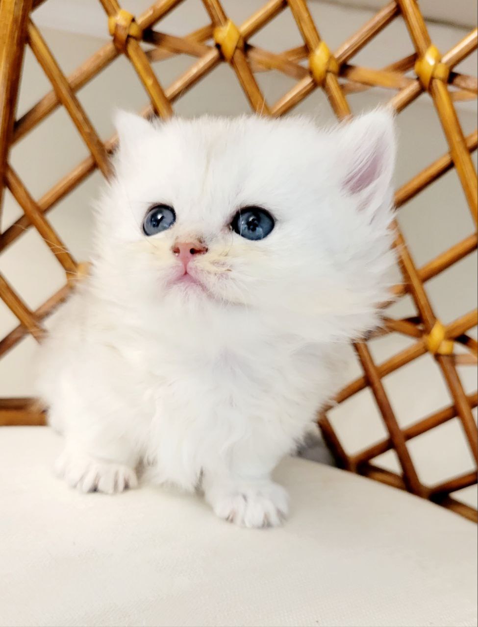 MALVINA. Munchkin Longhair Black Silver Chinchilla Female