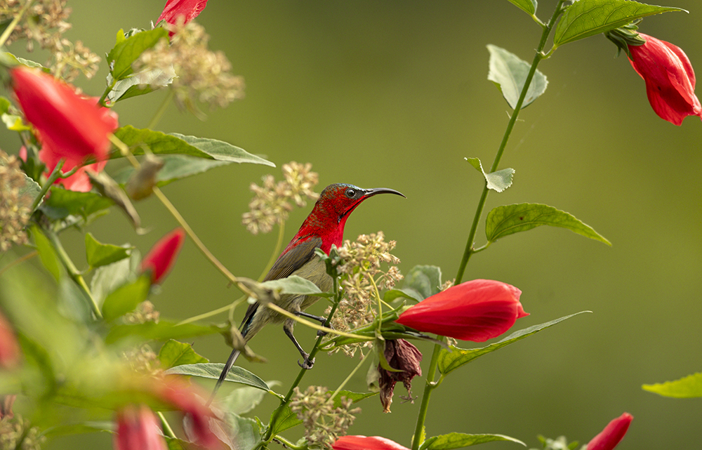 Himalayan Birds