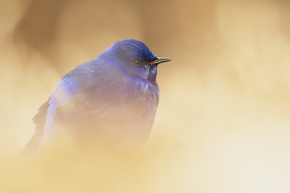 Himalayan Birds