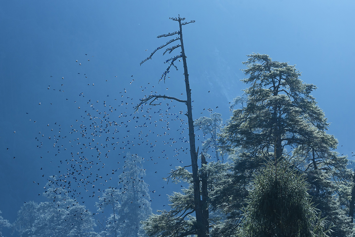 Himalayan Birds