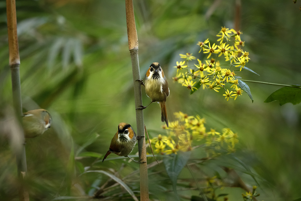 Himalayan Birds
