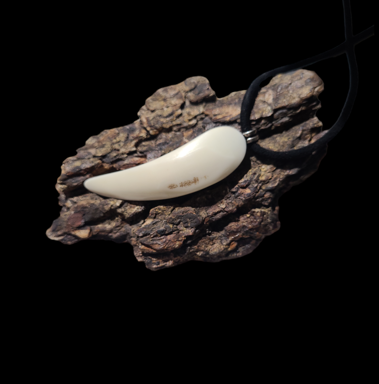 Kaklo papuošalas iš šerno ilties / Necklace of boar's tusk