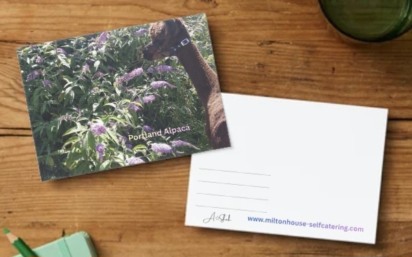 Portland Alpaca Postcard