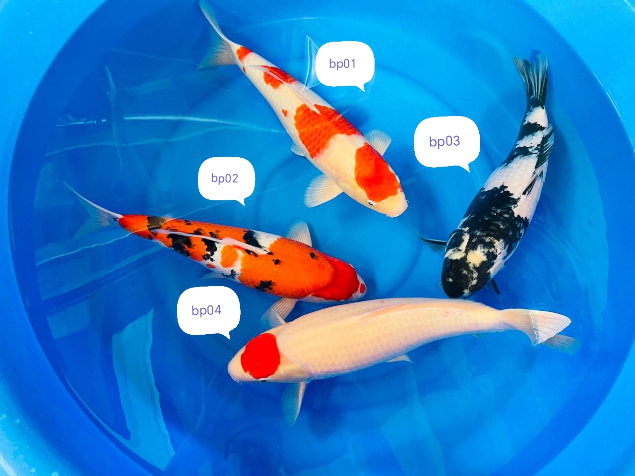 Nisai 45-50cm Yamaguchi 