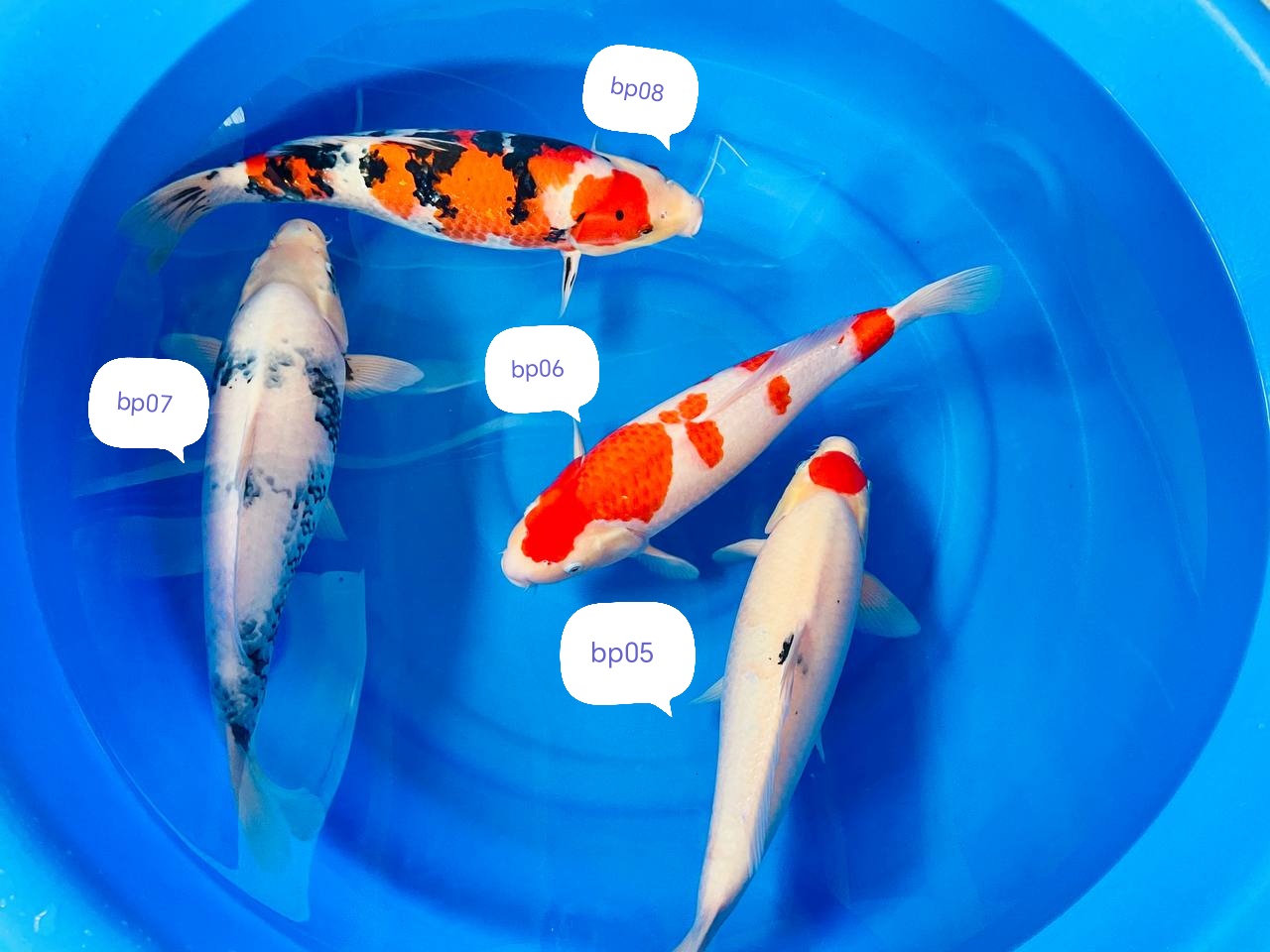 nisai Yamaguchi 45-50cm