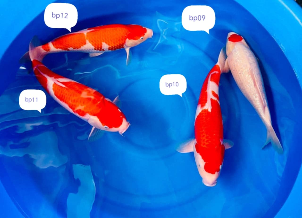 nisai Yamaguchi 45-50cm 