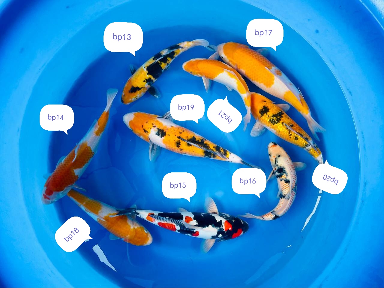 nisais vhq yamanaka oya 