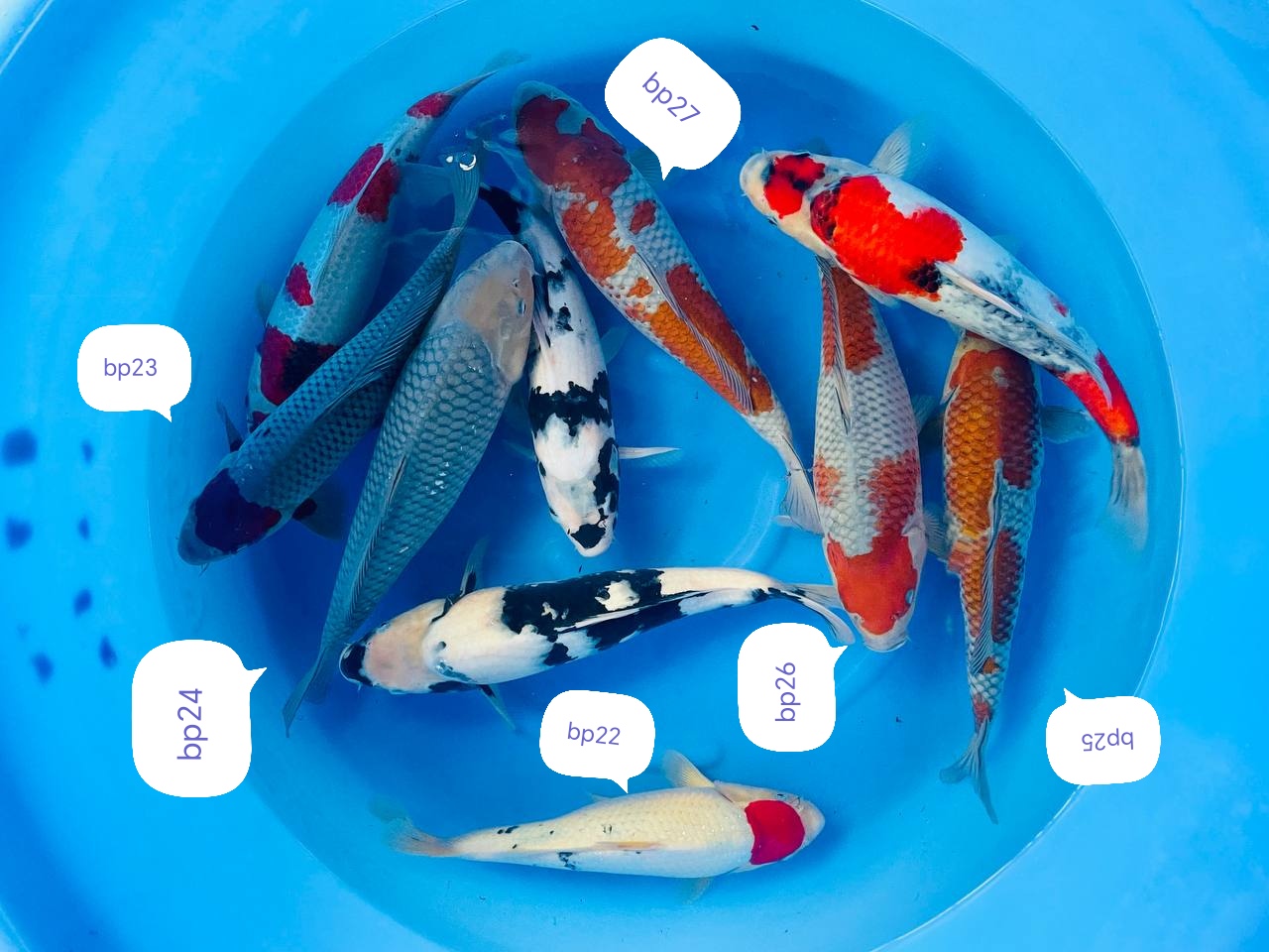 Nisai kanezo 35-43cm