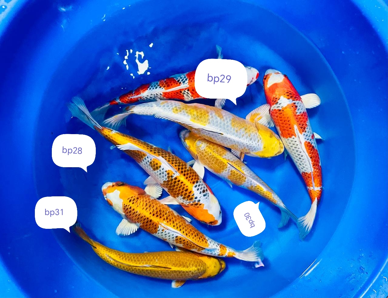 Nisai kujaku et kirin wada