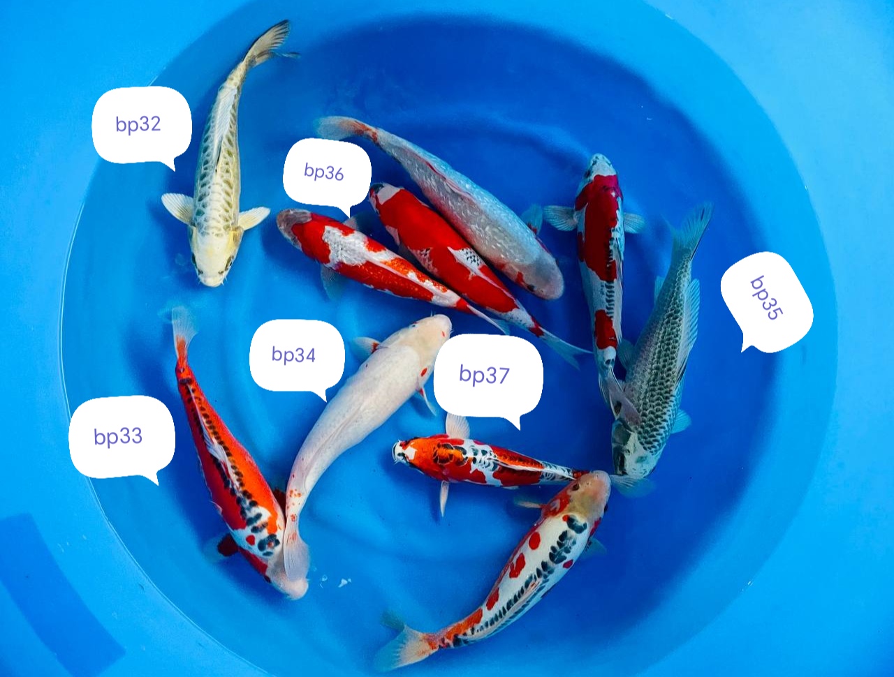 Nisai ozumi ikarashi