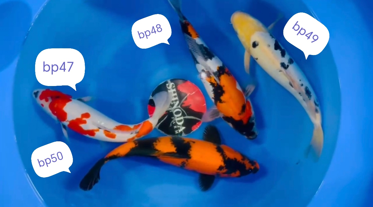 Nisai shinoda 40-45cm