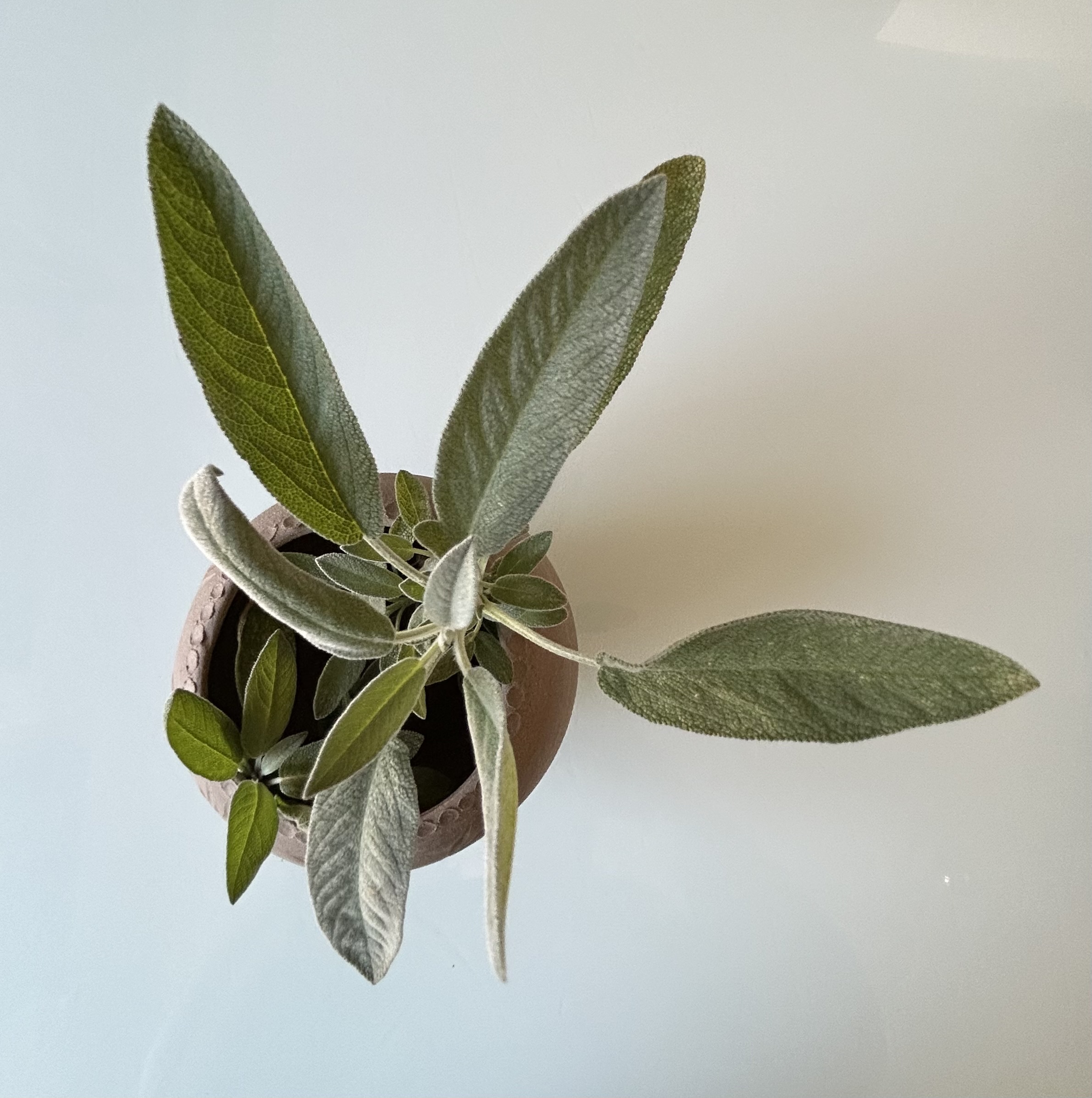 Vase en grès naturel