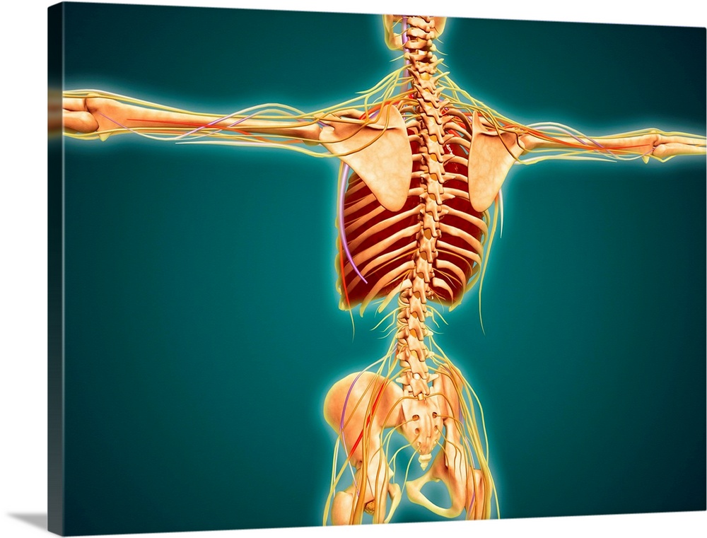 Somatic Movement & Theory, Drop-In Practice