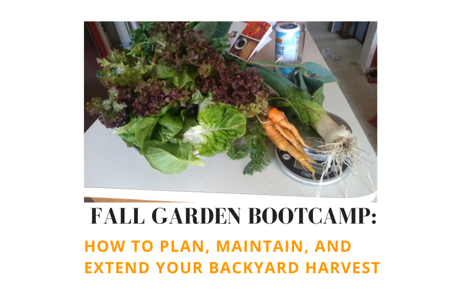 Fall Garden Bootcamp: How to Plan, Maintain, and Extend Your Backyard Harvest