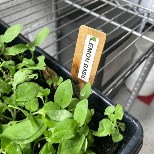 Microgreens