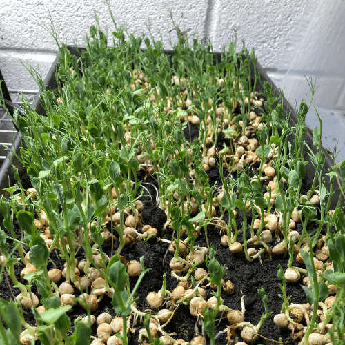 Microgreens