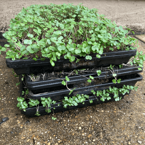 Microgreens
