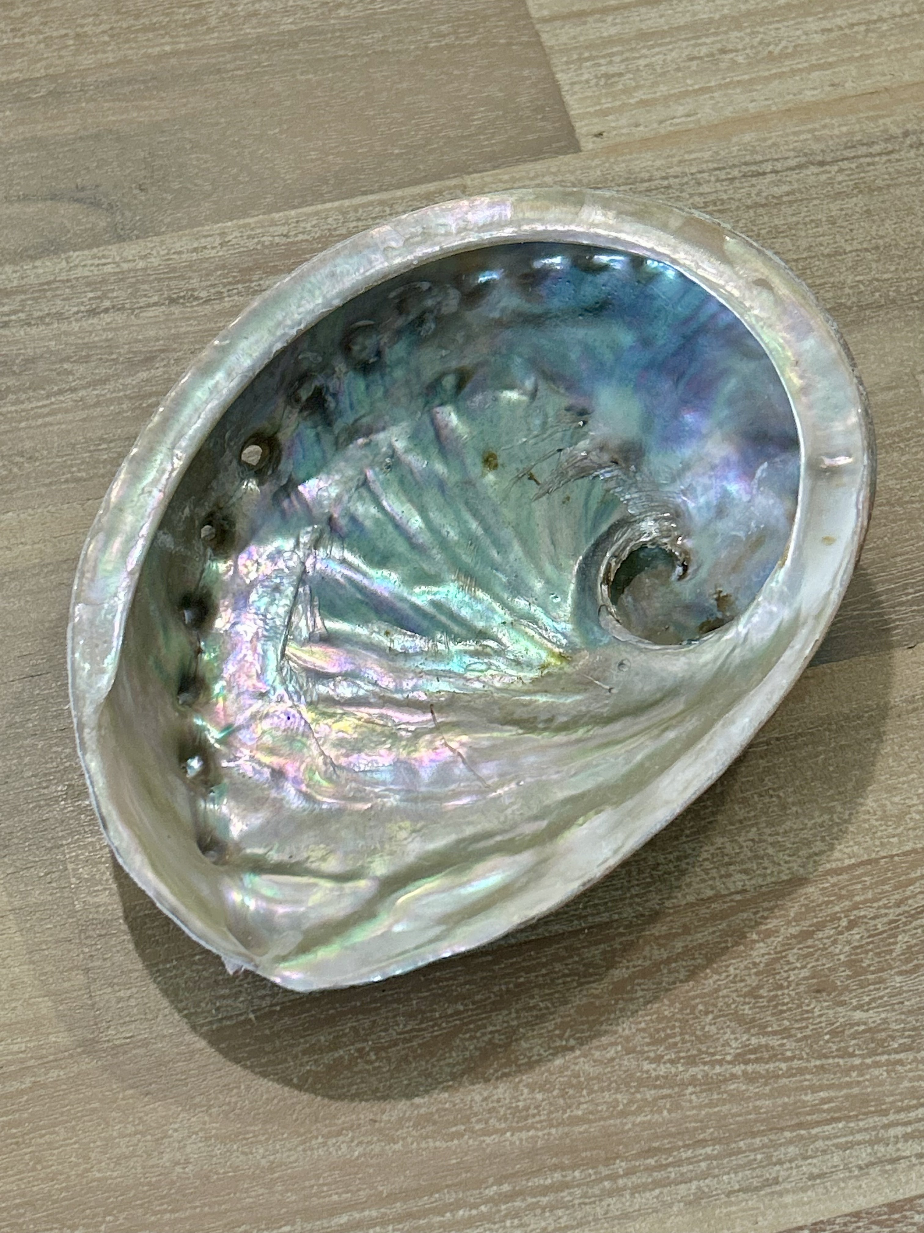 Abalone Shell 