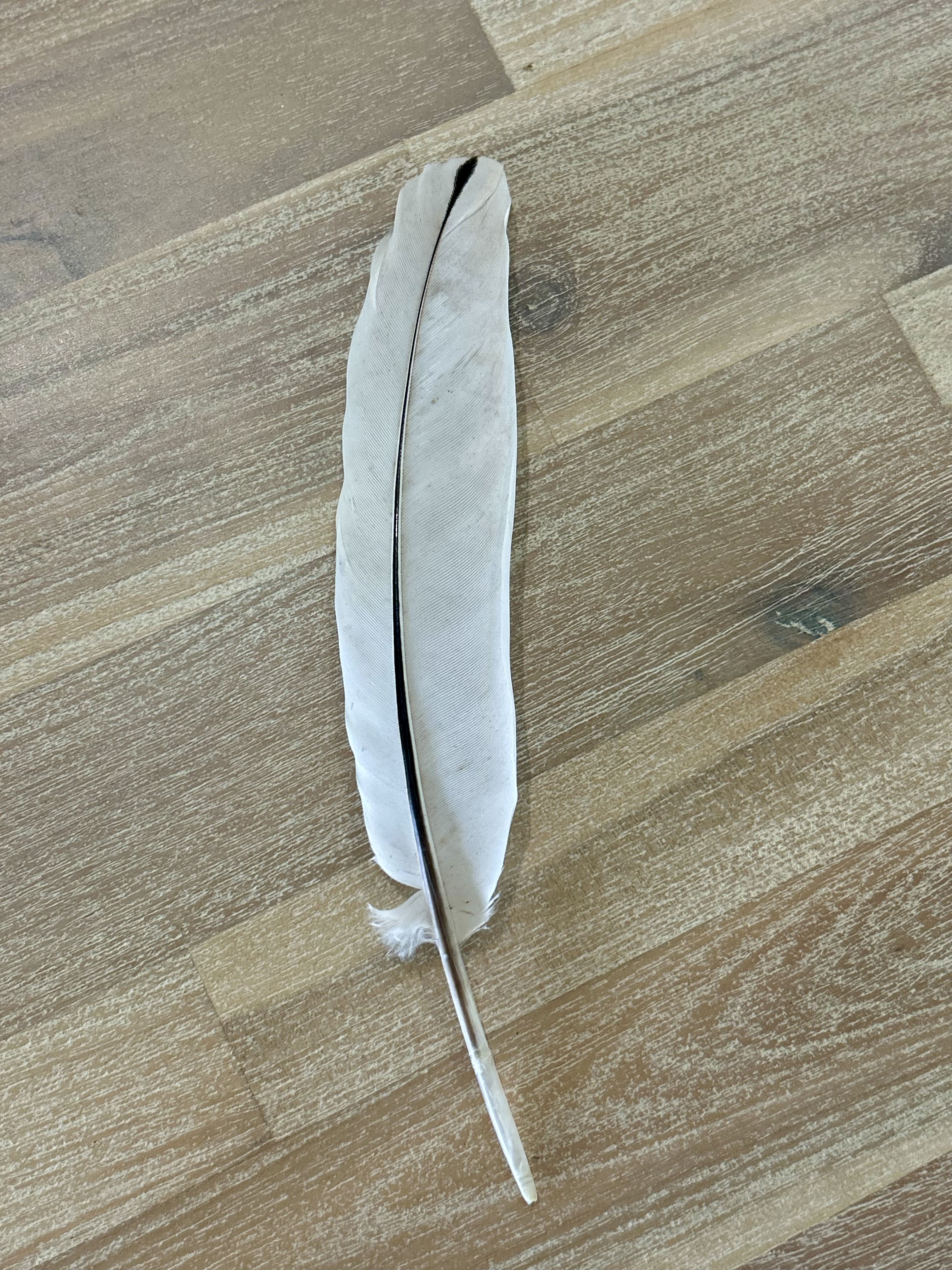 Feather