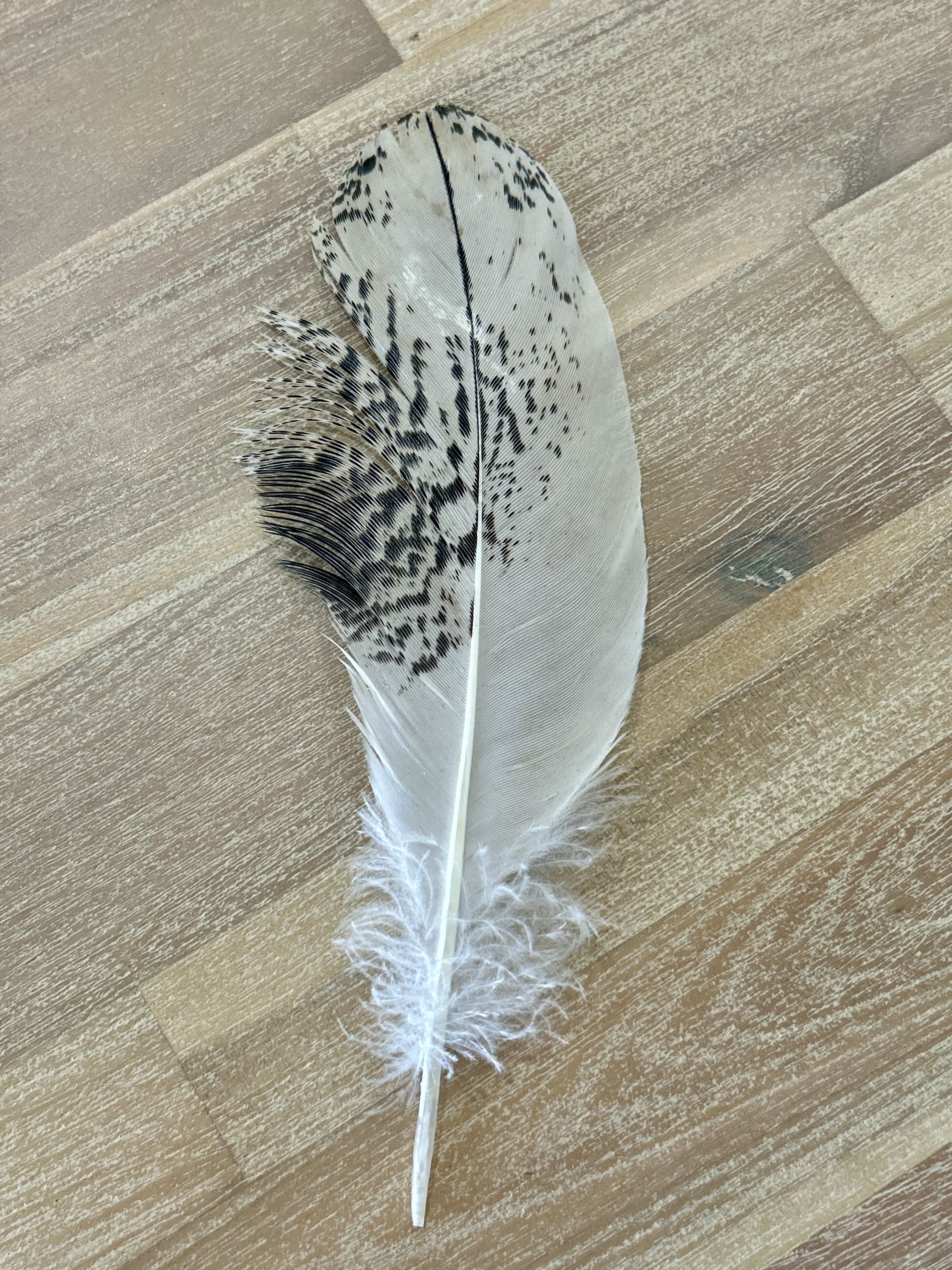 Feather
