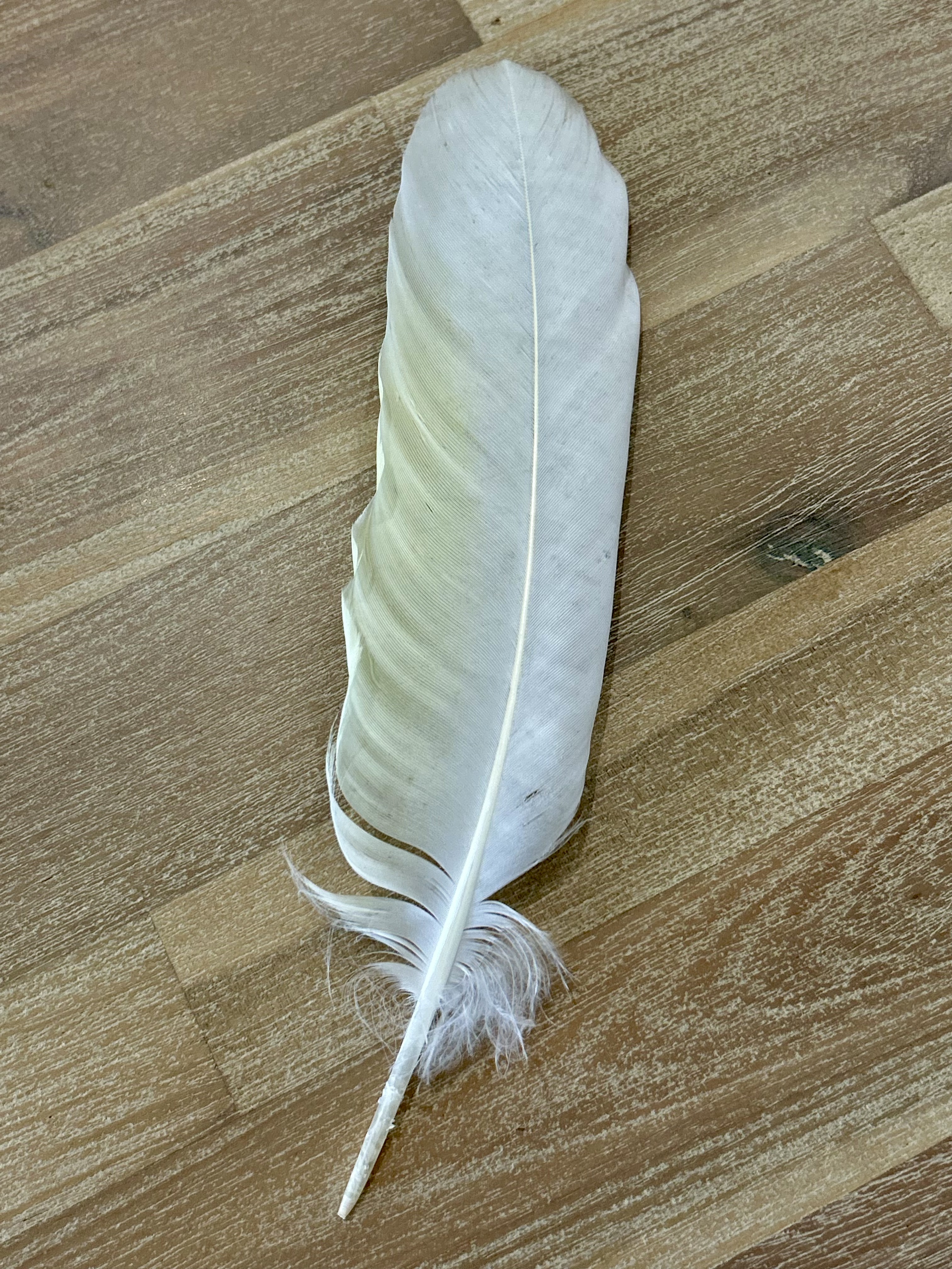 Feather