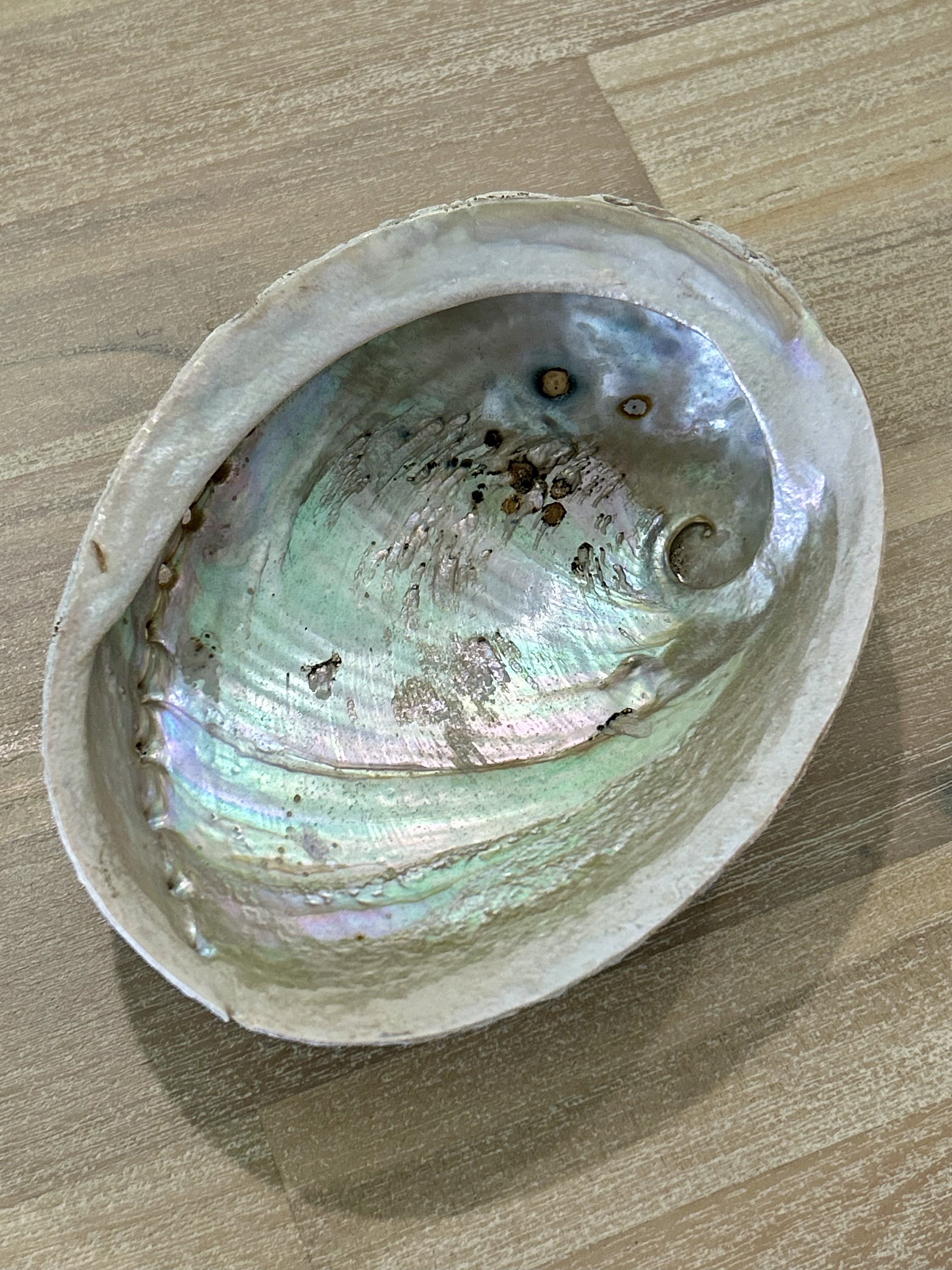 Abalone Shell 