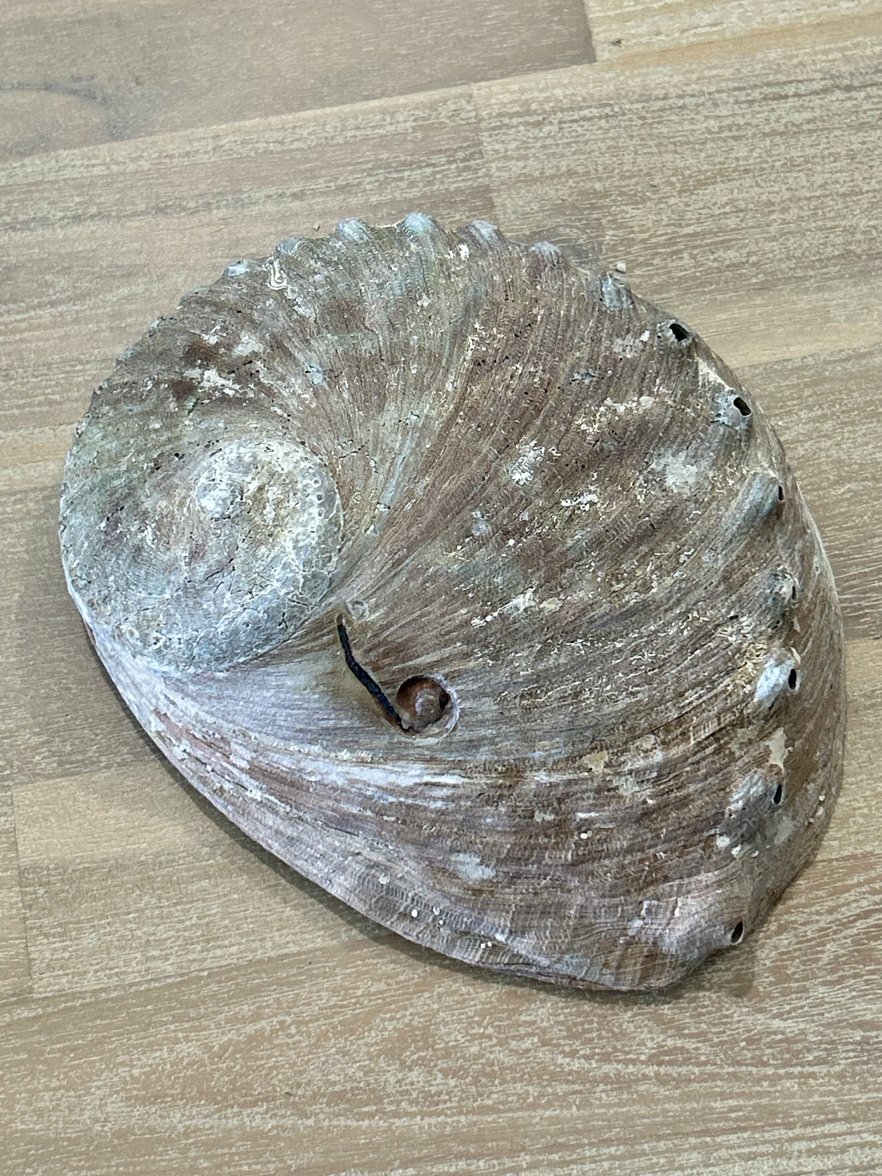 Abalone Shell 