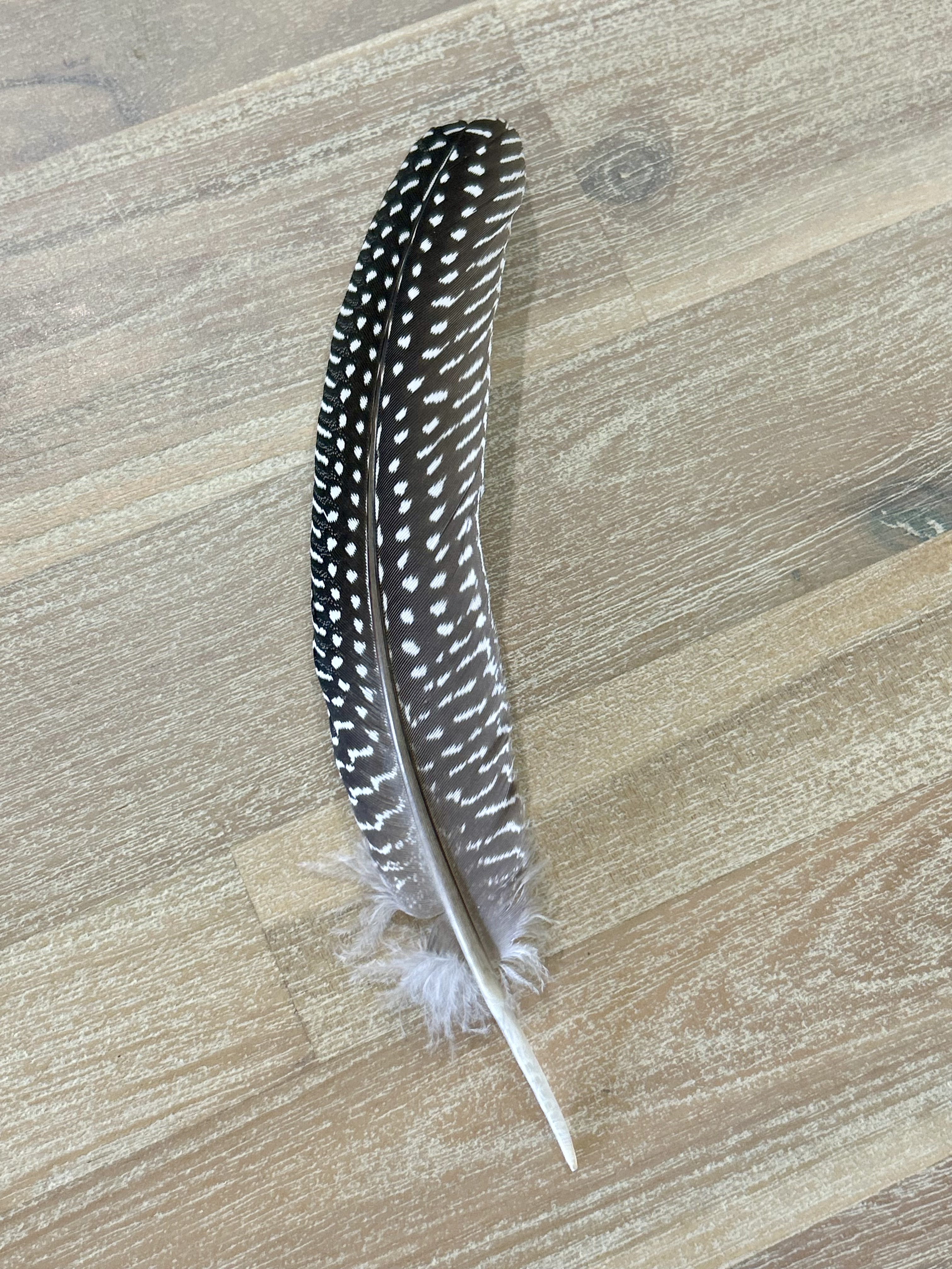 Feather