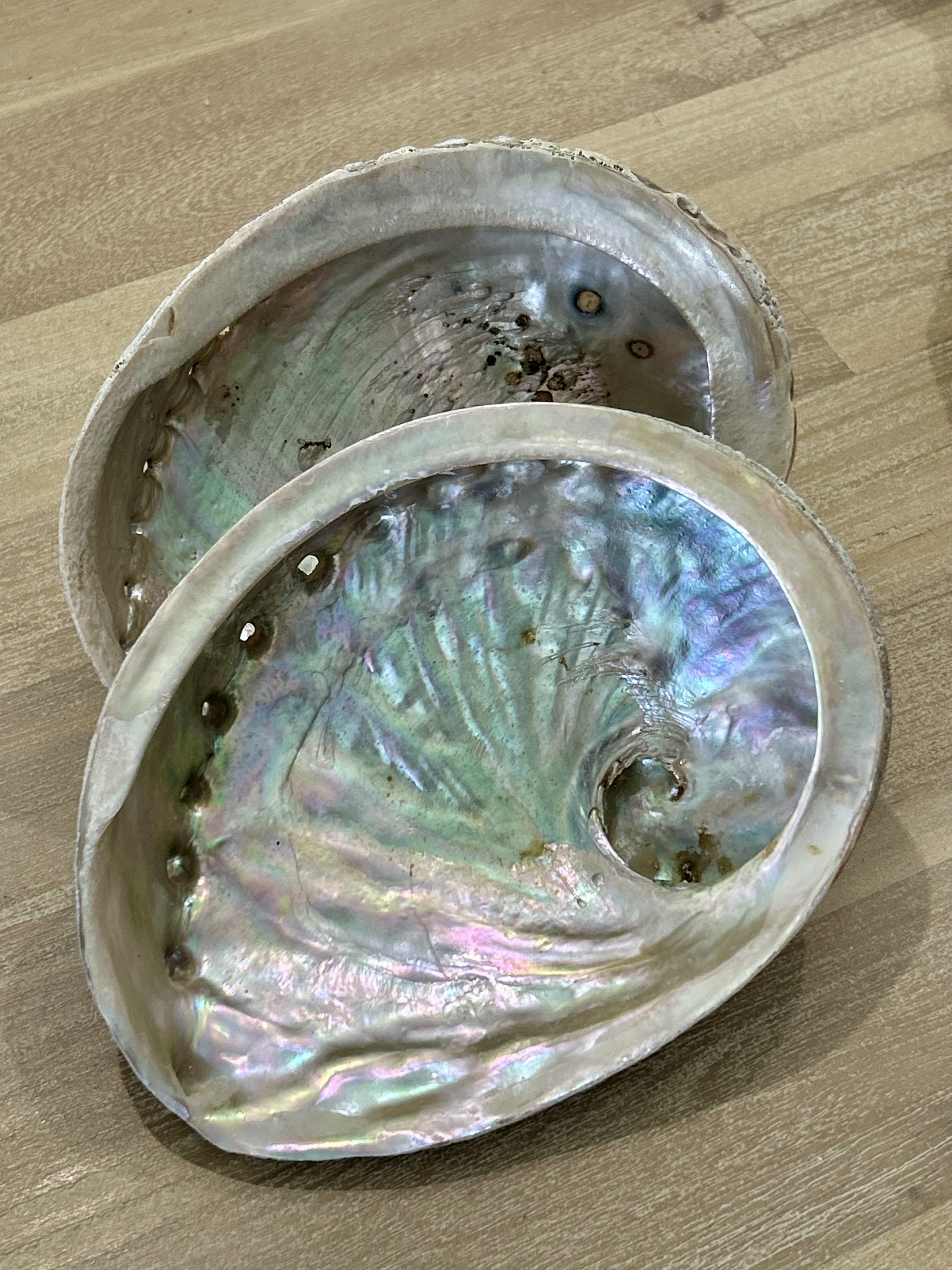Abalone Shell 