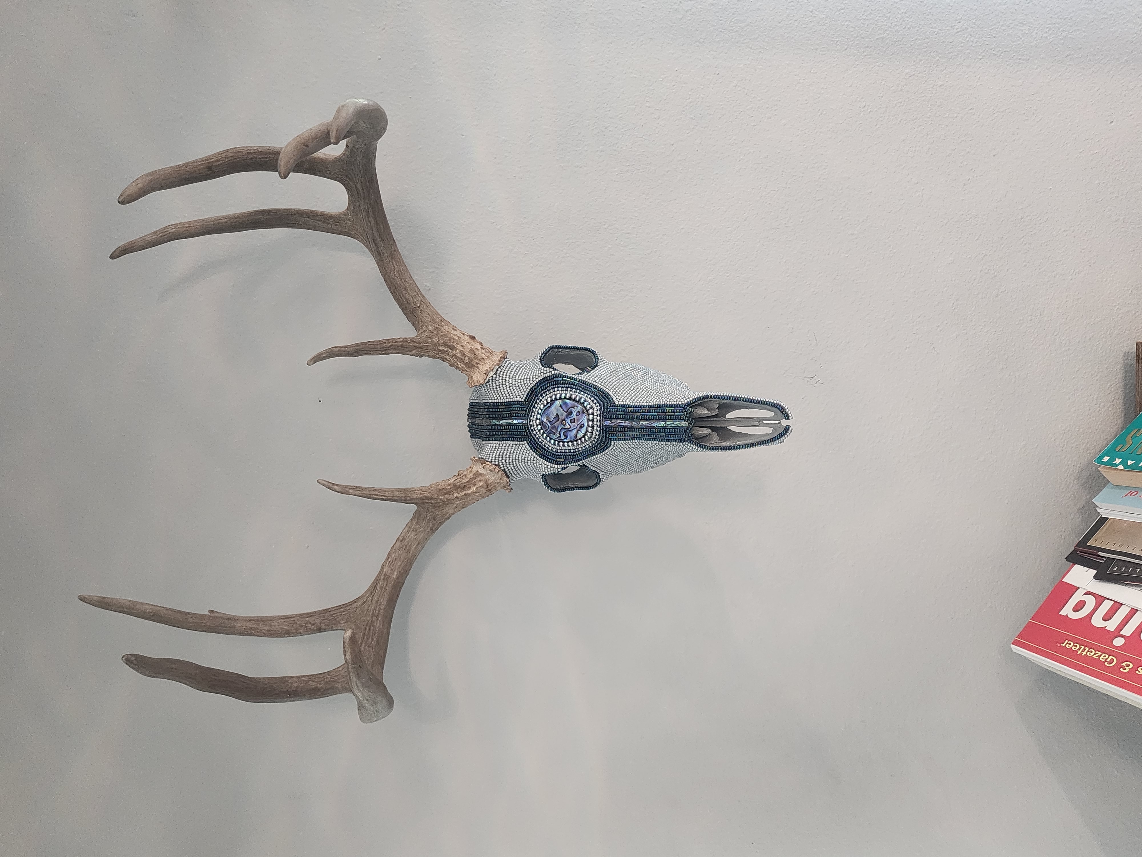 Abalone Buck