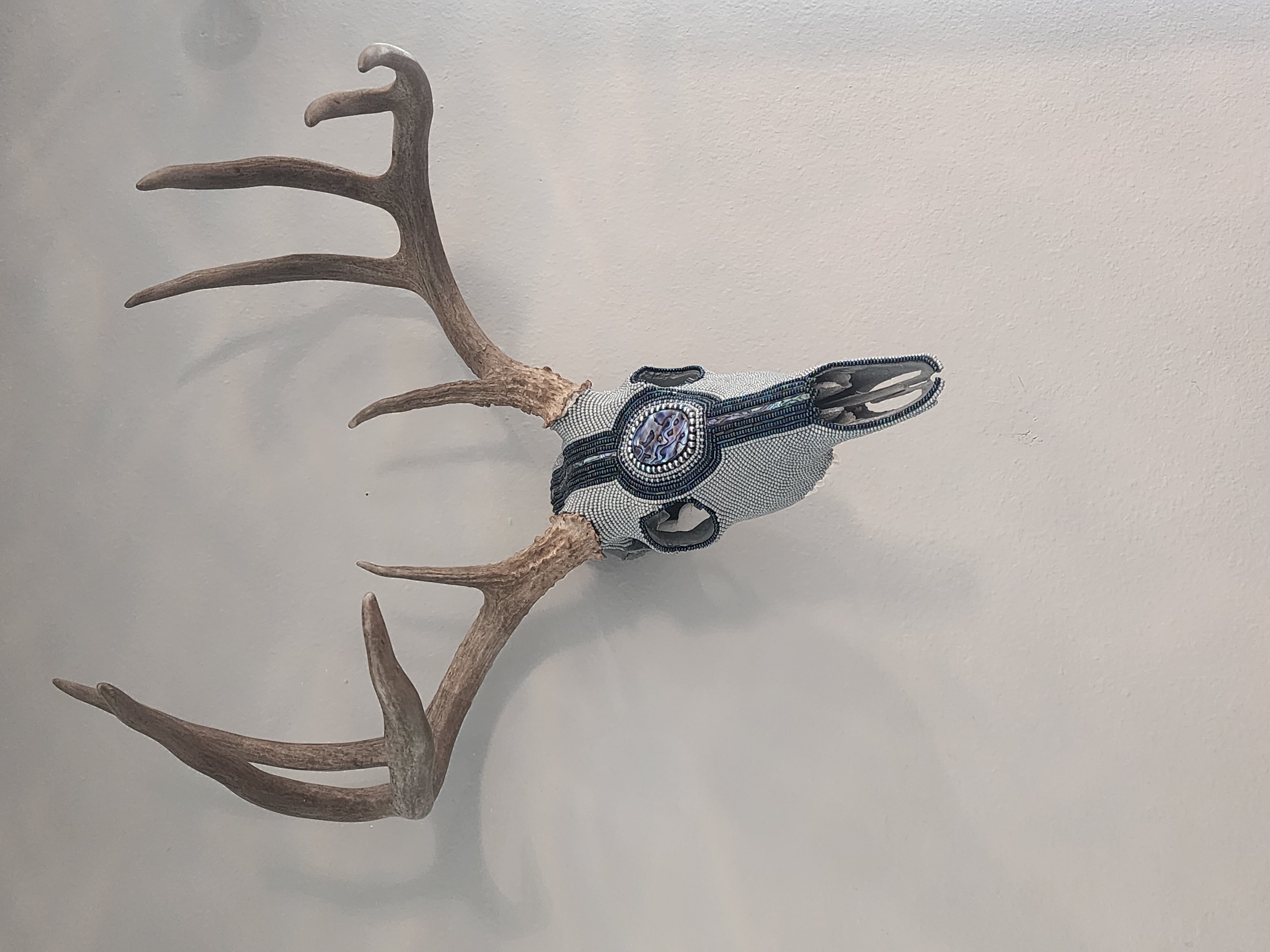 Abalone Buck