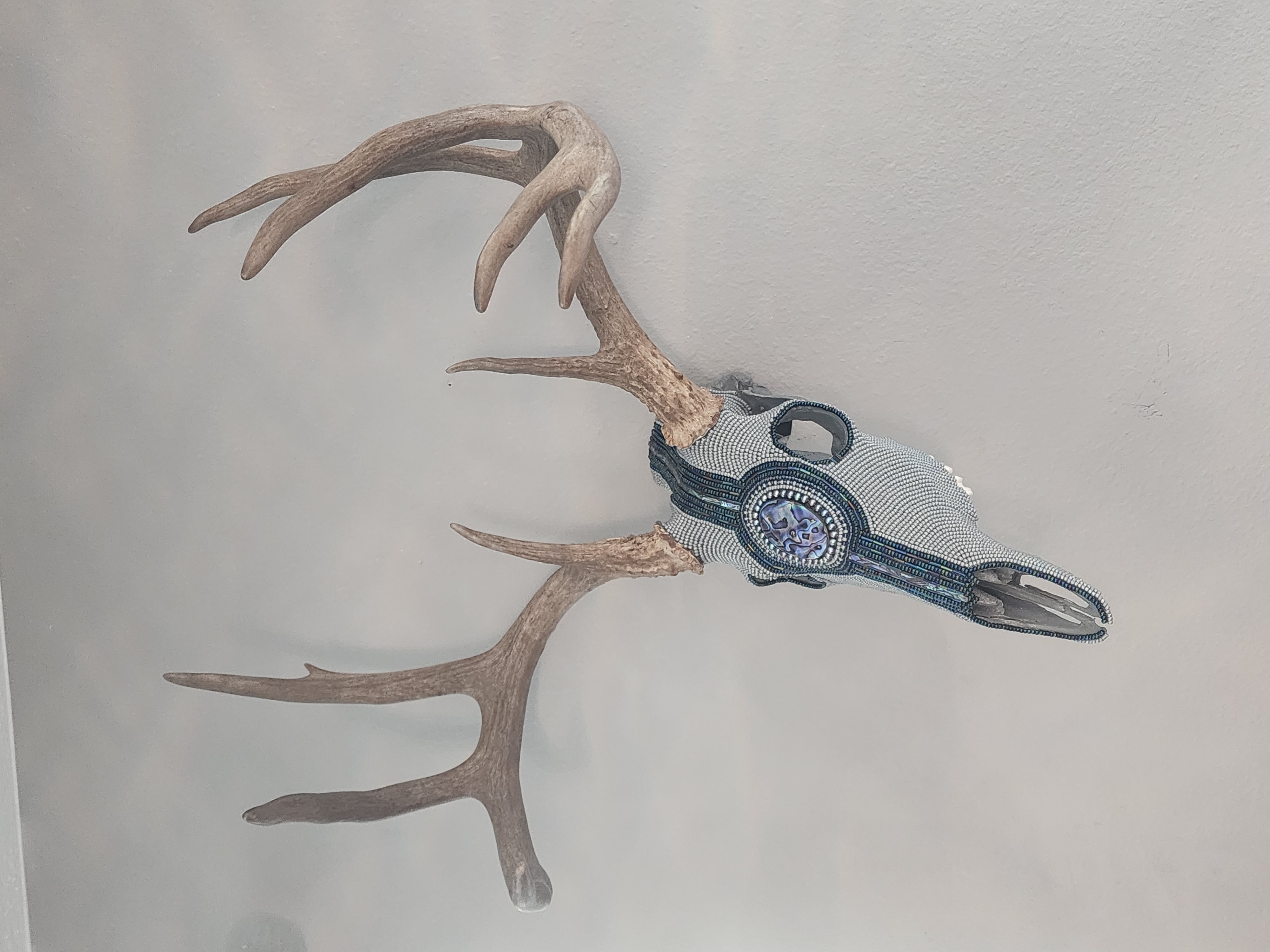 Abalone Buck