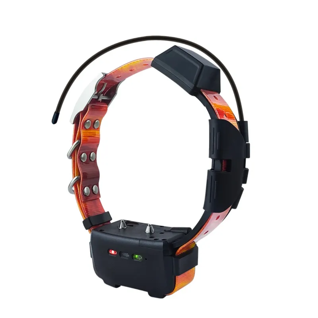Pack Standard Dressage RoG TR DOG