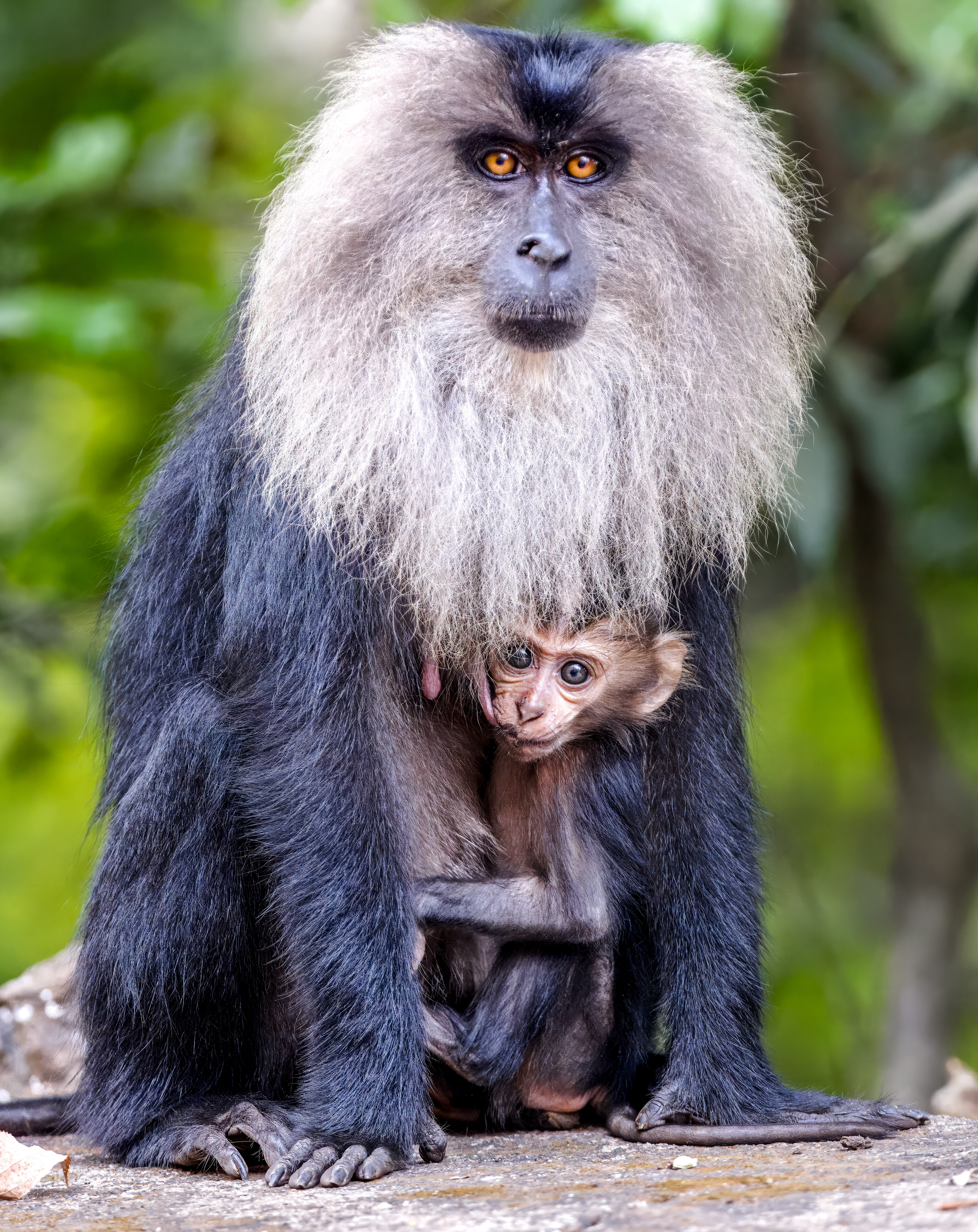 Lion Tailed Macaque