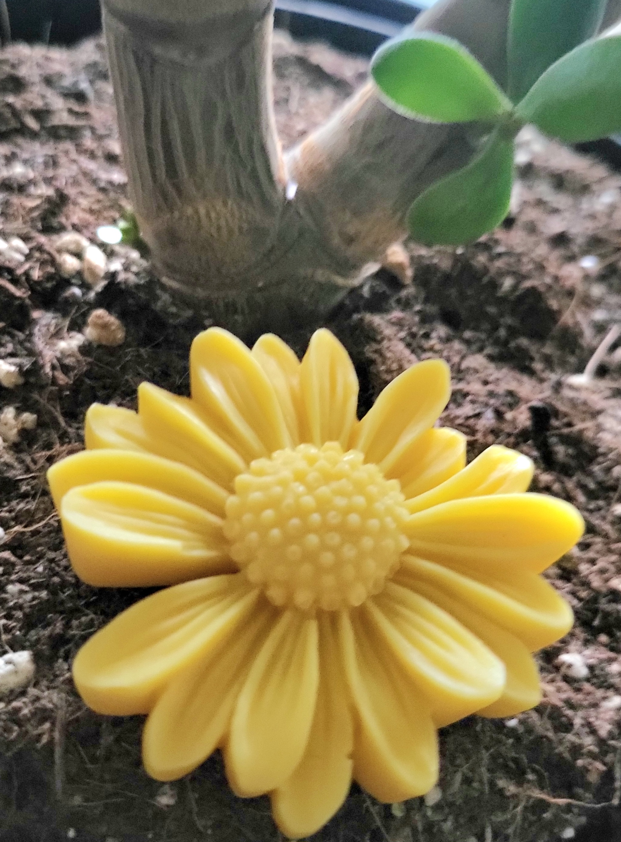 Tropical sunflower melt