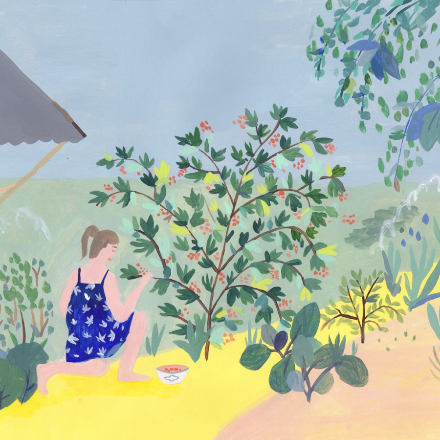 Picking berries