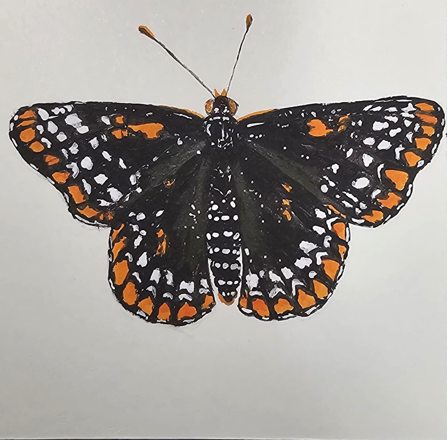 Baltimore Checkerspot - Miniature Painting