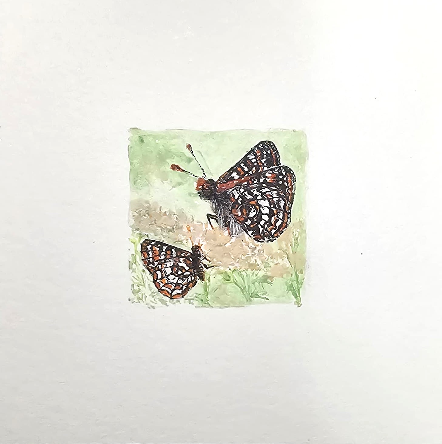 Two Red Admiral Kaleidoscope - Miniature Painting