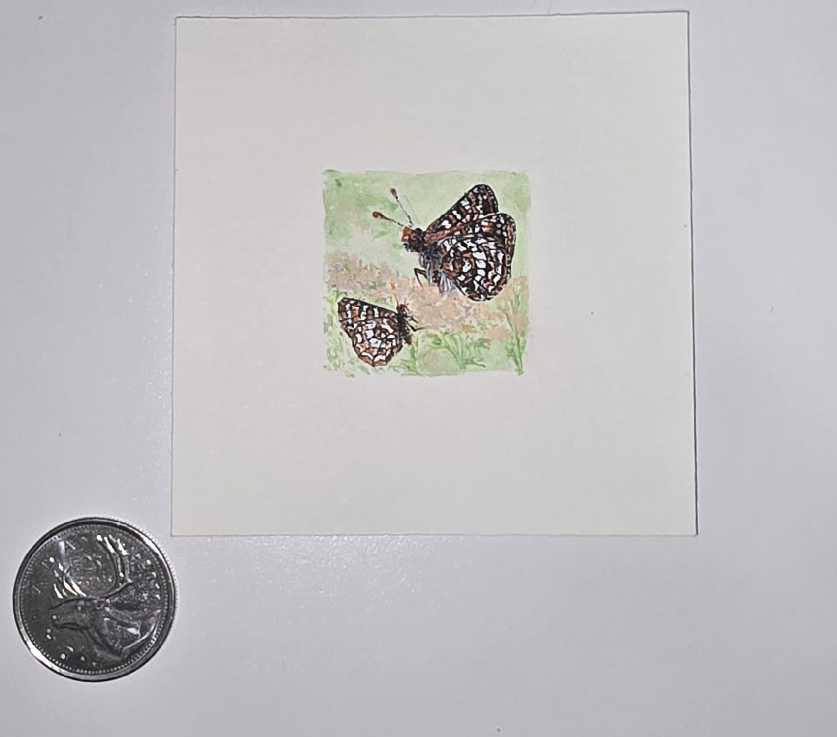 Two Red Admiral Kaleidoscope - Miniature Painting