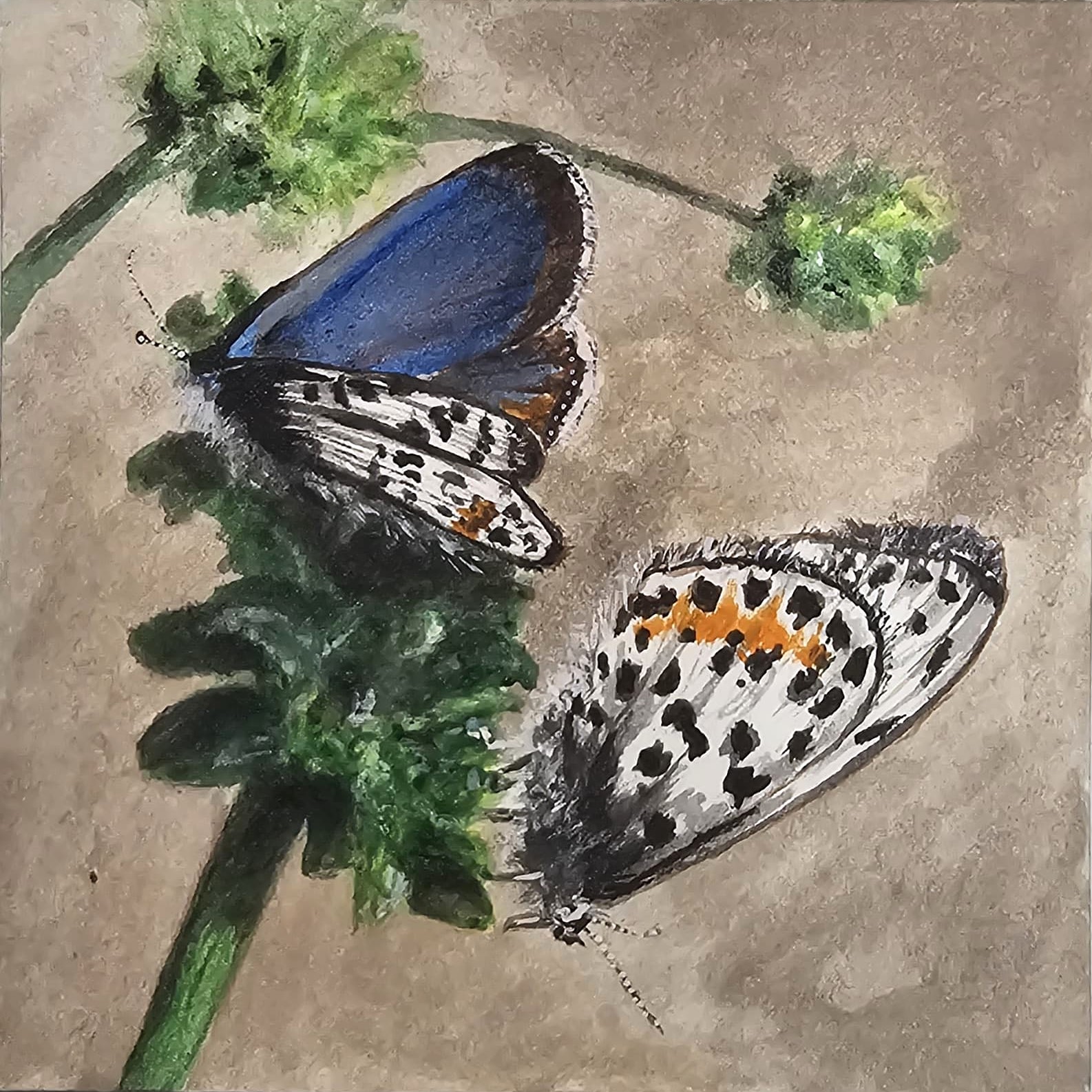 Two Blue Gossamer Butterfly - Miniature Painting