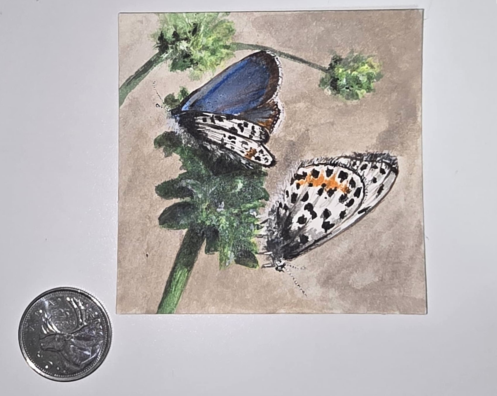 Two Blue Gossamer Butterfly - Miniature Painting