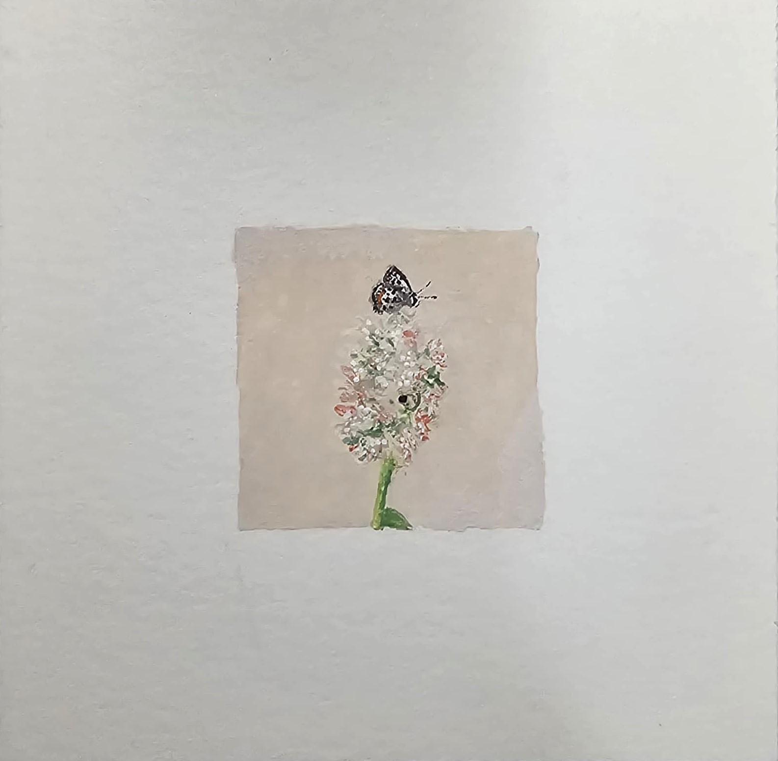Gossamer Butterfly - Miniature Painting