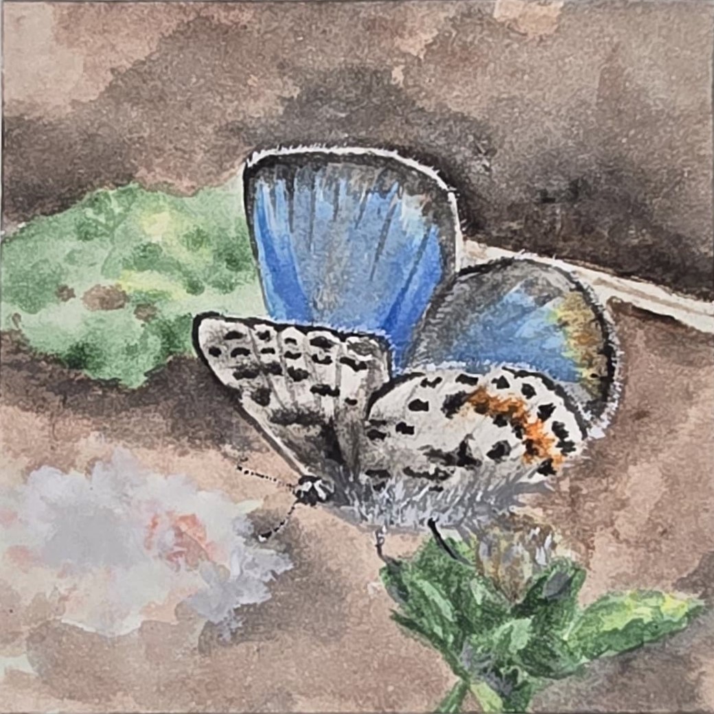 Blue Gossamer Butterfly - Miniature Painting