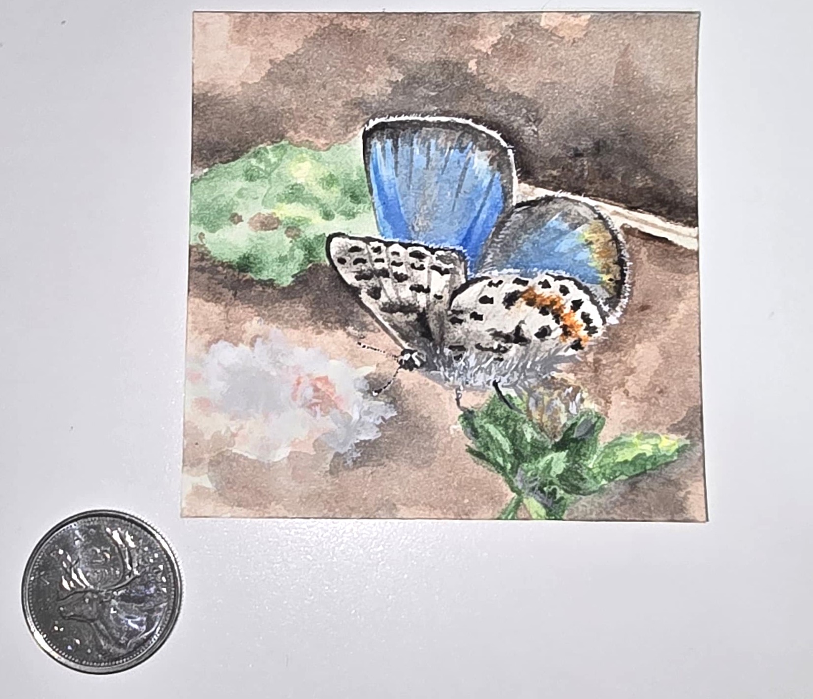 Blue Gossamer Butterfly - Miniature Painting