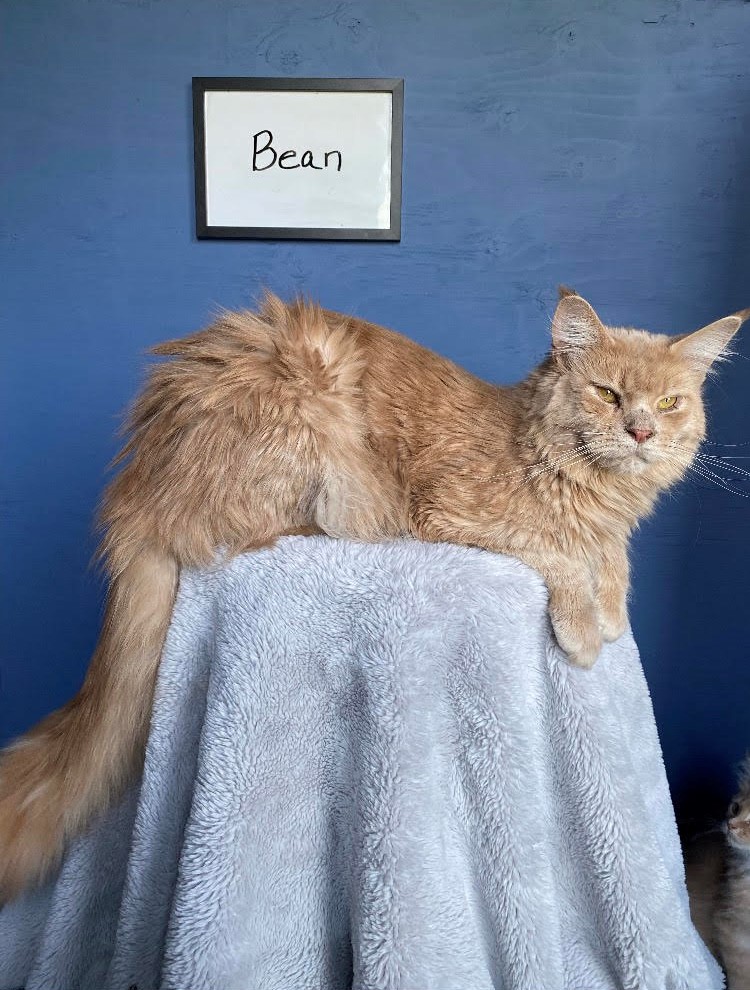 Bean