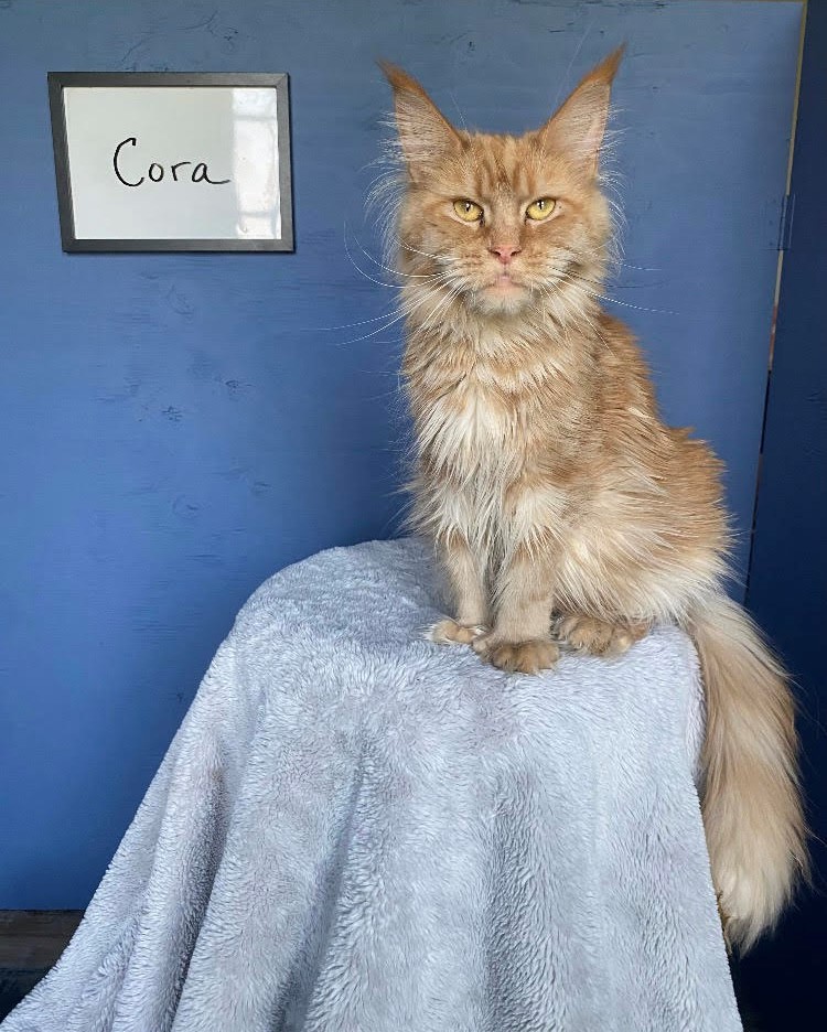 Cora