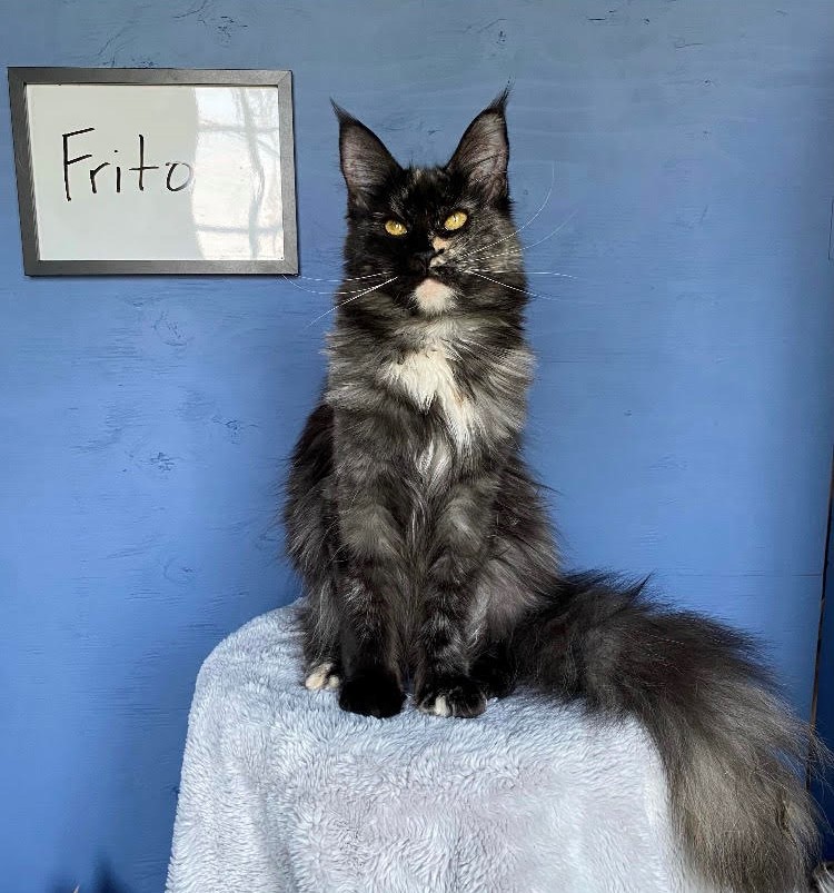 Frito