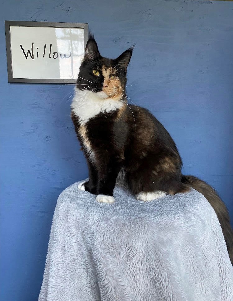 Willow