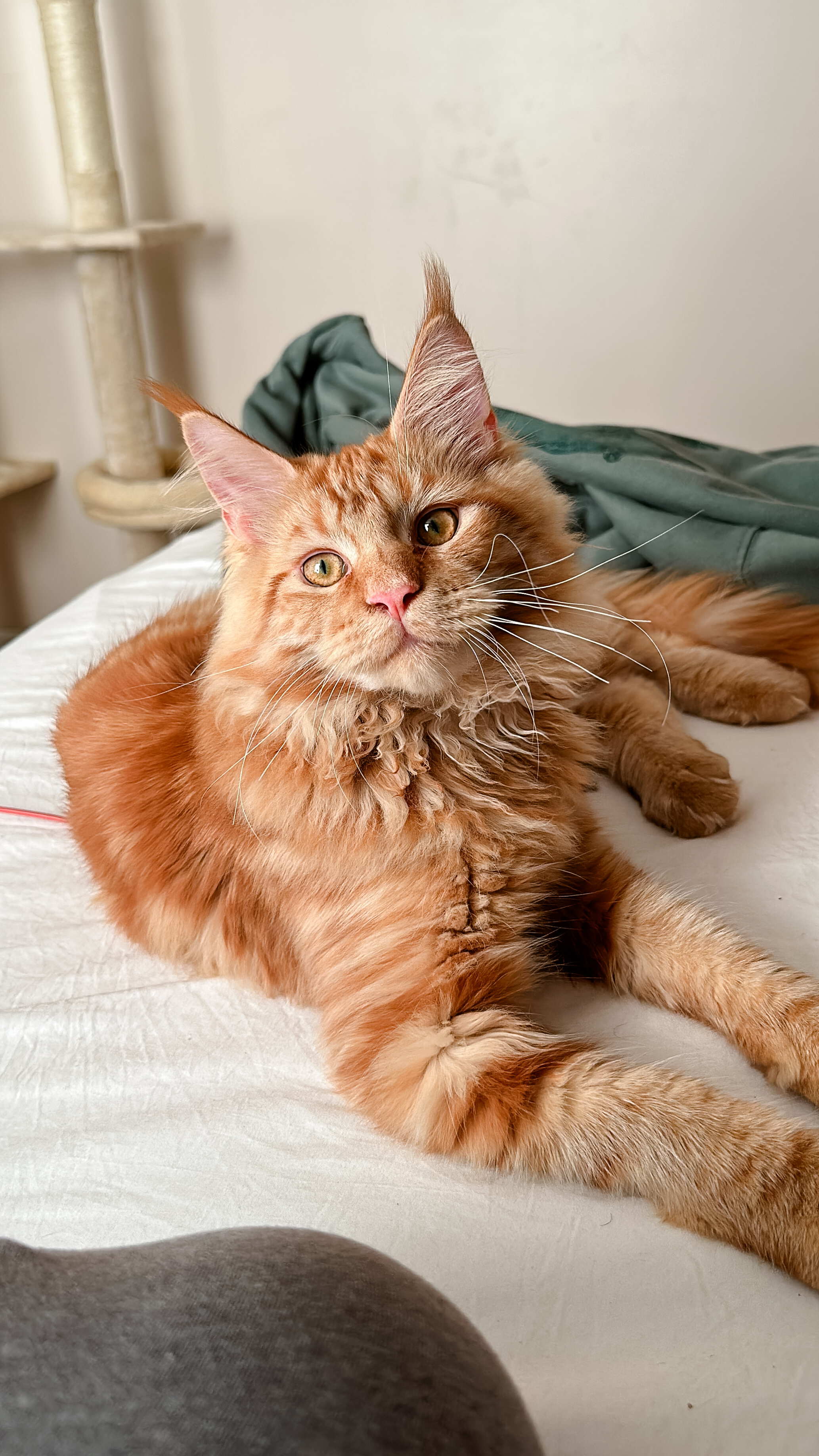 Dream and Dragon’s son Fury