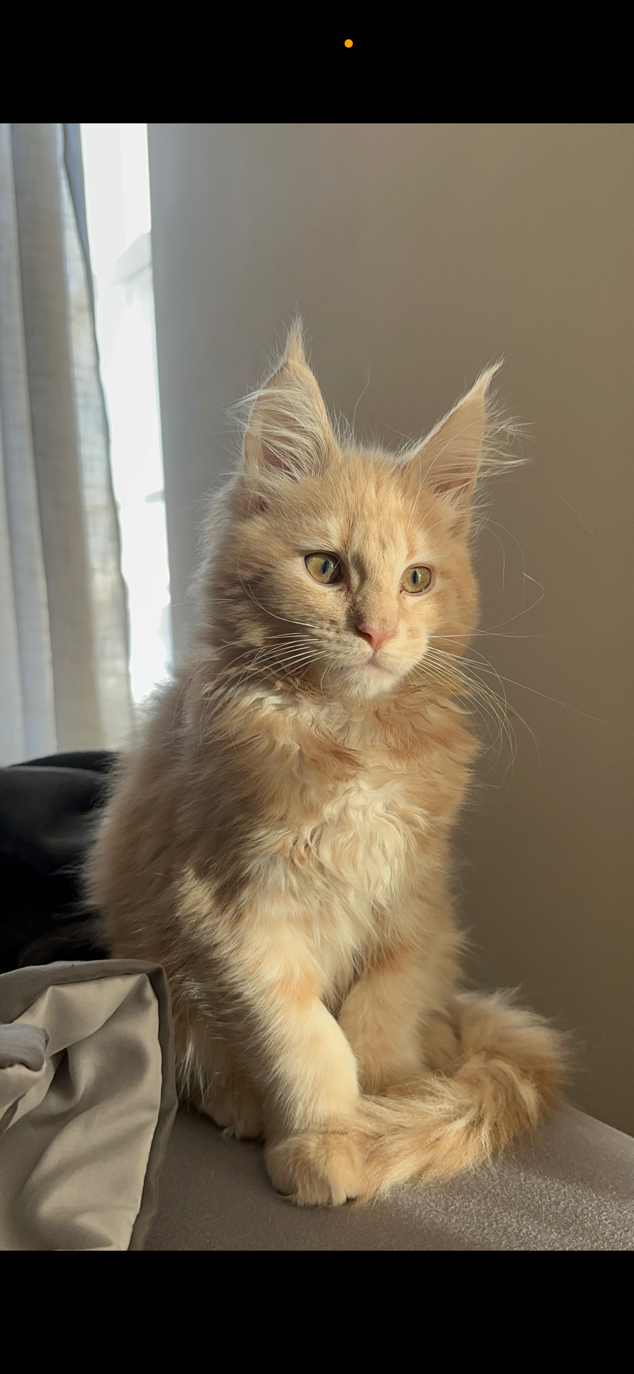 Halo and Dragon’s son Riot